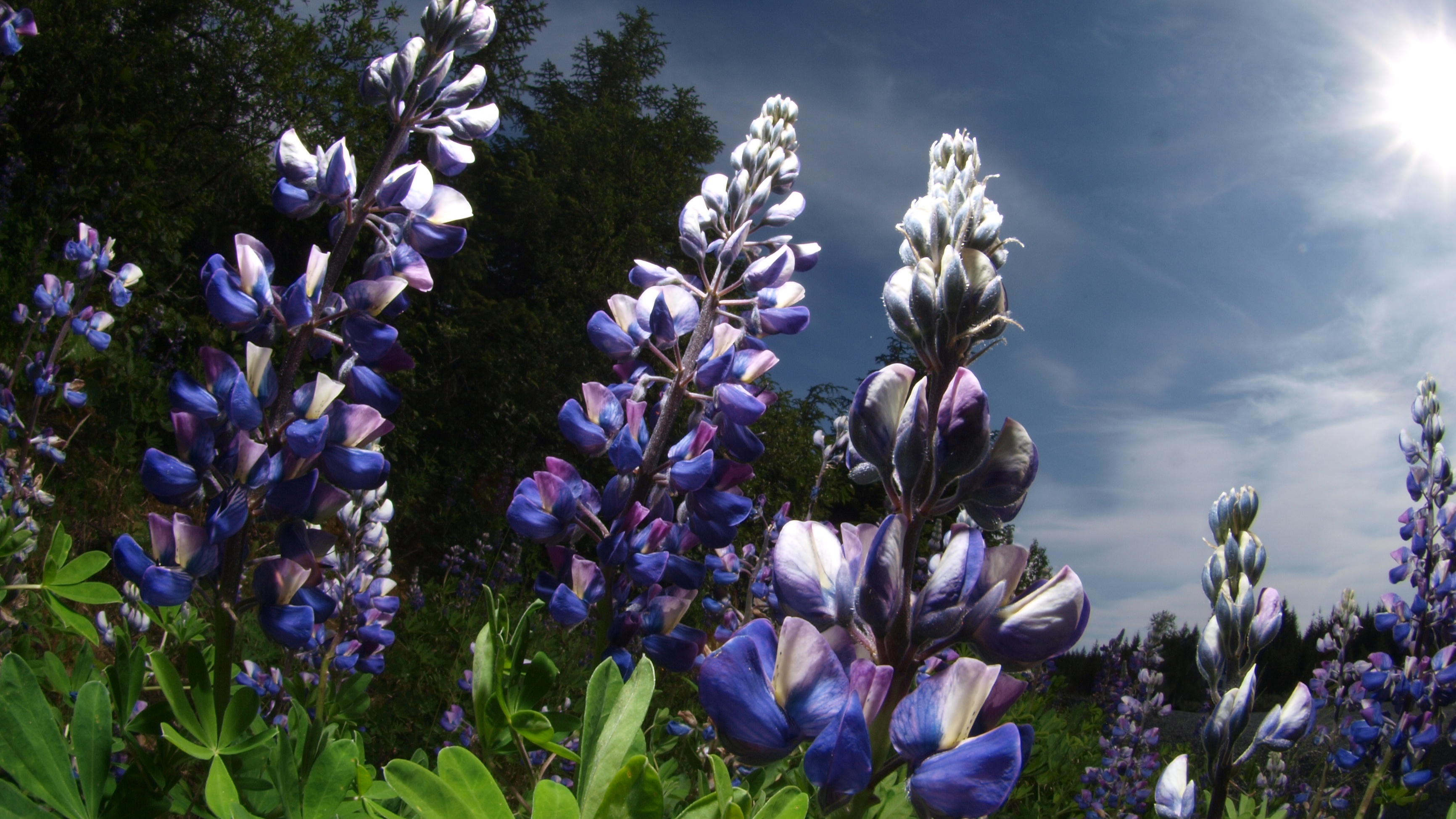 Nootka Lupine